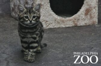 samye-malenkie-koshki-v-mire-13