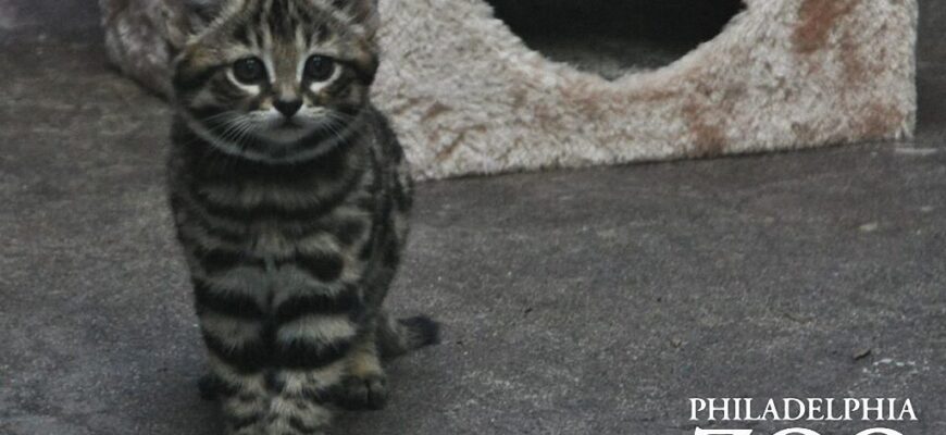 samye-malenkie-koshki-v-mire-13