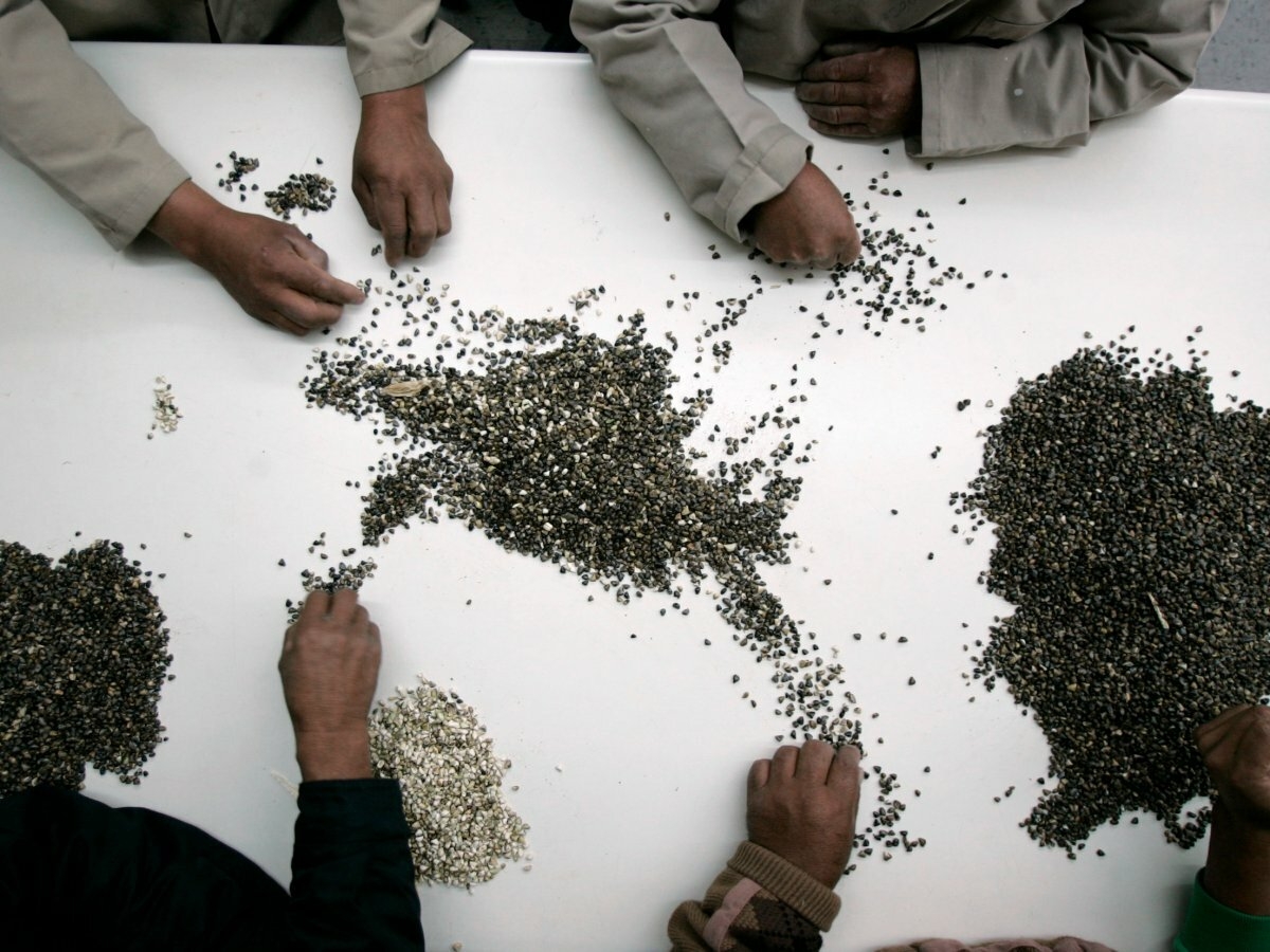 6. Семена помогут возродить сельскохозяйственные культуры в случае их уничтожения.